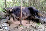 photo of Two more Sumatran elephants found dead in Aceh image