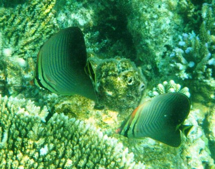 el mundo acuatico de las maldivas