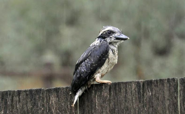 kookaburra