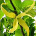 Ylang Ylang Essential Oil Ylang Ylang Essential Oil