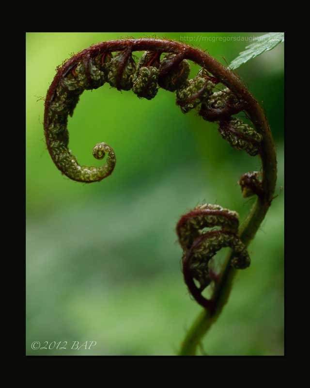 Photo of the Week: Painted Fern