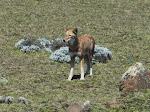 Ethiopian wolf (IUCN Endangered)