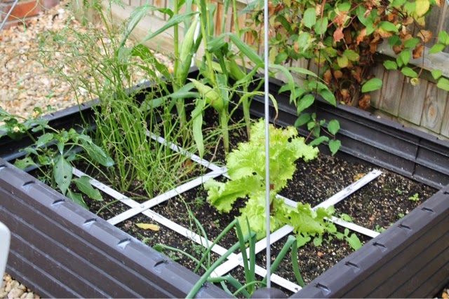 Garden Update - September 2014 - Take a look at how my square foot garden grows