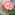 Farbud