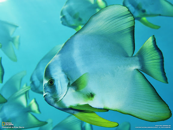  National Geographic