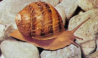 Caracol sobre las piedras Caracol sobre las piedras