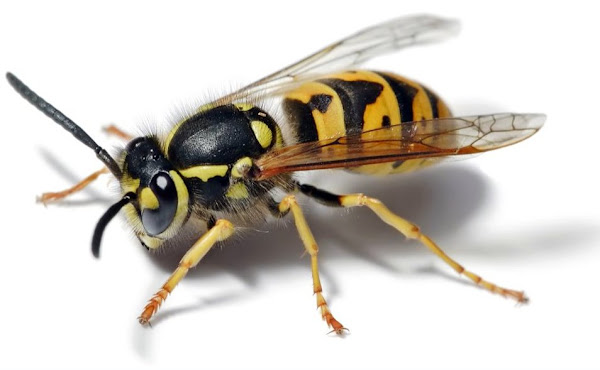 european wasp