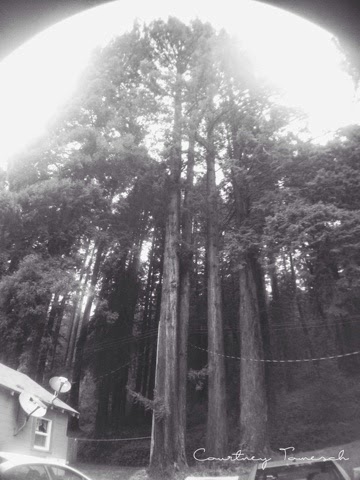 Redwood Trees Redcrest California