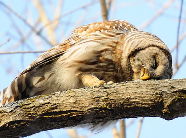 (image via) This is how owls actually sleep.. who knew?