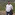Saleem