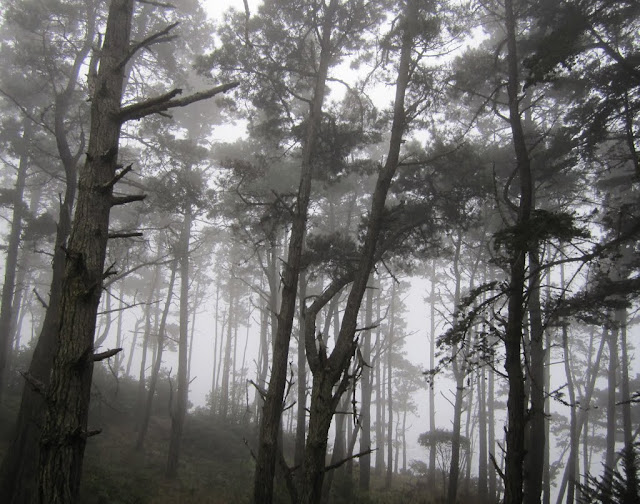 Fog & Trees - Highway 1, California: December 12, 2010 - Mile 4485
