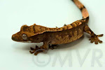 Cajun is a possible tricolor harlequin (Awesome-O x Sienna) from moonvalleyreptiles.com