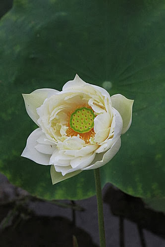 蓮花 (2)