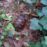 We found a turtle in our yard... We found a turtle in our yard...