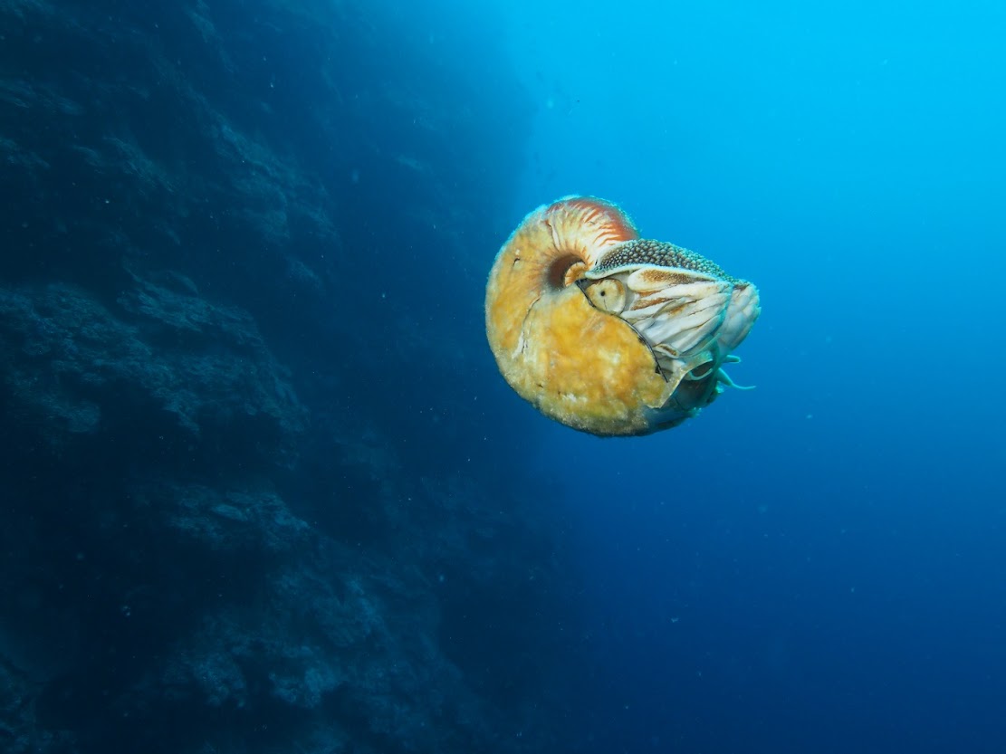 Research backs up ongoing efforts to protect the enigmatic Nautilus Research backs up ongoing efforts to protect the enigmatic Nautilus