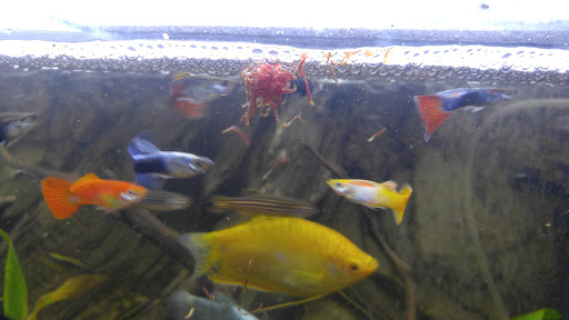 Tropical Fish Store «West Lake Aquarium», reviews and photos, 710 E Whittier Blvd, La Habra, CA 90631, USA