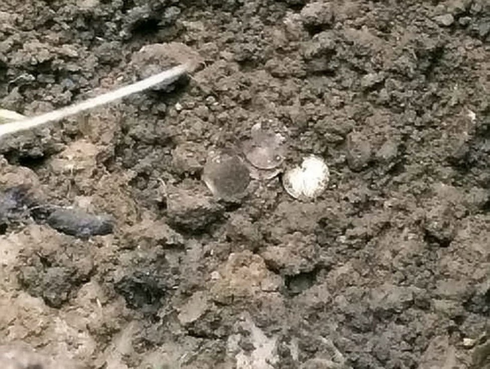 Medieval coin hoard found in farmer's field Medieval coin hoard found in farmer's field