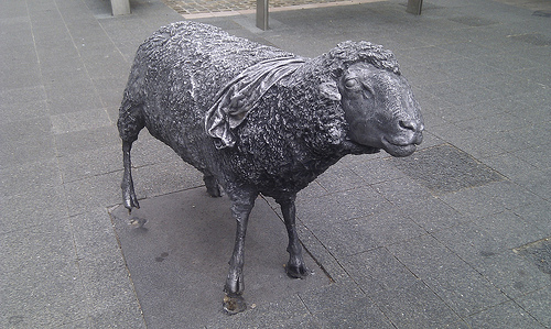 damaged sheep