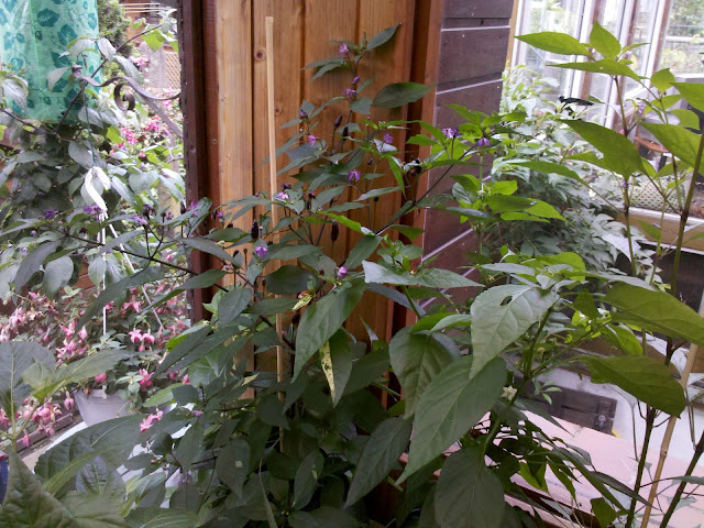 2012-07-16_07-11-18_235.jpg