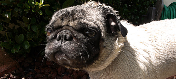 Pugs Pets