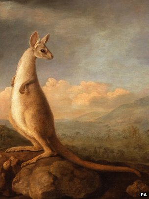 kangaroo?