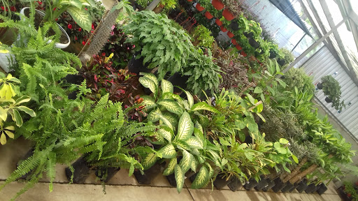 Flora Atlixco, Boca del Río - Medellín, Centro, 94274 Ver., México, Centro de jardinería | VER