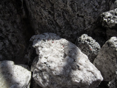 Little red bugs all over the rock