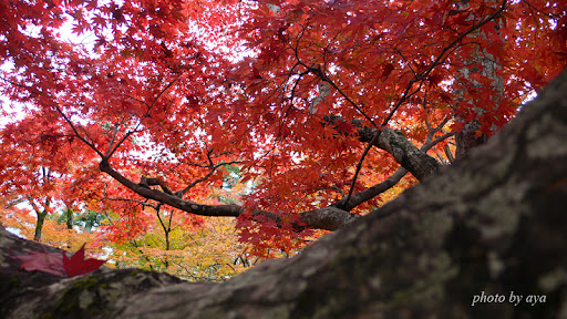 宝厳院の紅葉2
