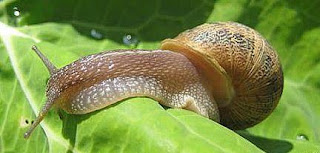 Caracol sobre una hoja Caracol sobre una hoja