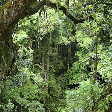 Foto-Foto Hutan Tropis Lebat dan Indah Seen On www.coolpicturegallery.us Foto-Foto Hutan Tropis Lebat dan Indah Seen On www.coolpicturegallery.us