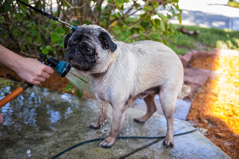 Buddy the Mischievous Pug