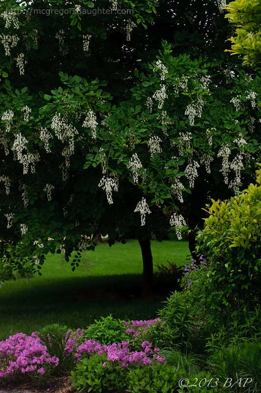 The Year of Blooming Trees & Shrubs