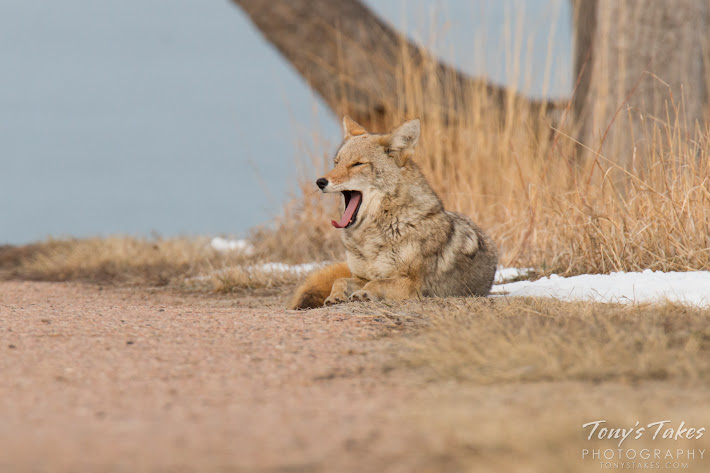 A female coyote relaxes in the morning sun and yawns.  (© Tony’s Takes)