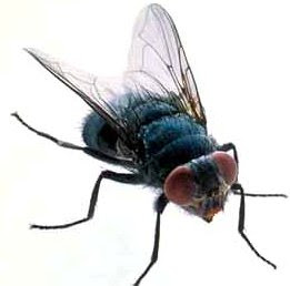 Mosca quieta Mosca quieta