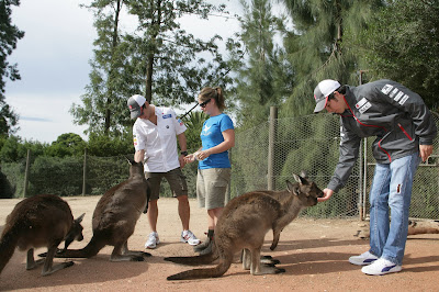 Камуи Кобаяши и Серхио Перес кормят кенгуру в мельбурнском зоопарке перед Гран-при Австралии 2012