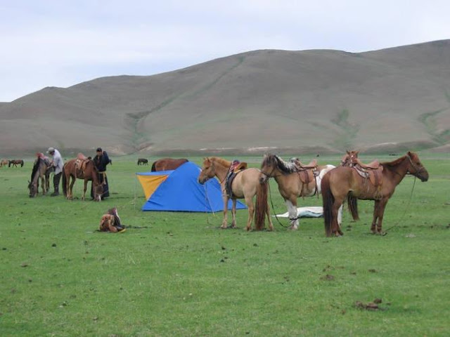 Mongolian Horses Seen On www.coolpicturegallery.us