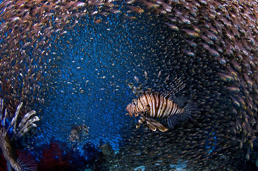 best underwater picture