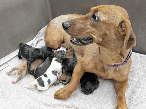Mother Dog and Puppies Owe Their Lives to Walking Trio