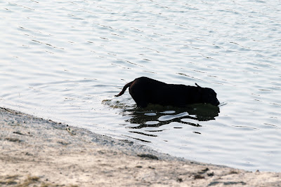 собака в водоеме на трассе Буддх во время свободных заездов на Гран-при Индии 2011