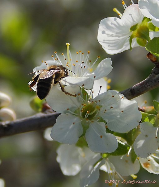 Bee on apple tree flower