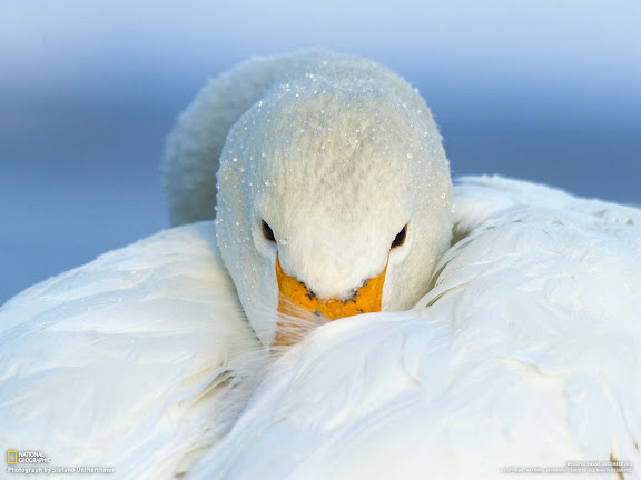  National Geographic