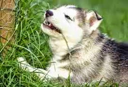 Should We Worry If Our Pet Dogs Eat Grass? Image of Should We Worry If Our Pet Dogs Eat Grass?