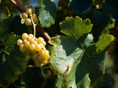 White Grapes on Vine