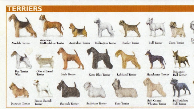 Small Dog Breeds Chart
