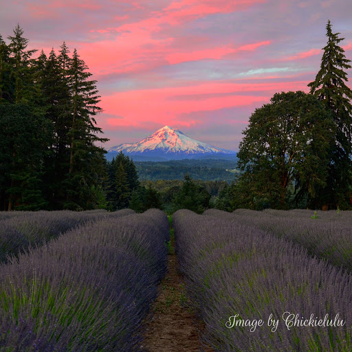 Farm «Oregon Lavender Farm», reviews and photos, 20949 S Harris Rd, Oregon City, OR 97045, USA