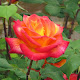 My photo