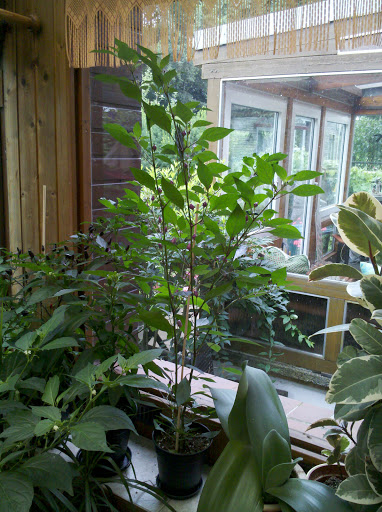 2012-08-04_12-00-56_582.jpg