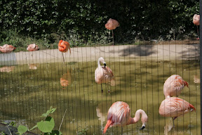 天王寺動物園で遊ぶ