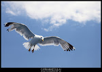 Seagull - Thasos - August 2012 - Photo by Ciprian Neculai / http://artandcolor.ro Seagull - Thasos - August 2012 - Photo by Ciprian Neculai / http://artandcolor.ro