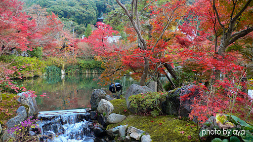 放生池と紅葉